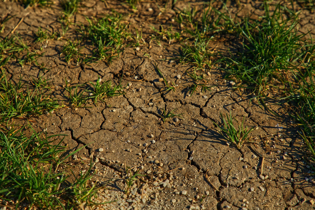 Why Soil Compaction Matters